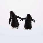 11385188_1751419531751574_766633114_a