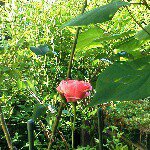 10723983_581929388579533_831850498_a