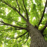 11355923_1864444070446711_2142996131_a