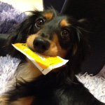 11142176_362718643922777_1881889731_a