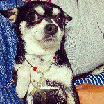 11116863_1579102122366472_1865350640_a