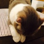 10358249_223679267841343_1277206281_a