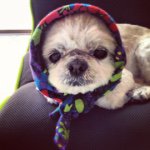 11084783_664308827028586_358960688_a