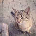 11379869_814495351998185_1135700860_a