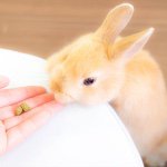 11378502_1431063147218708_958886179_a