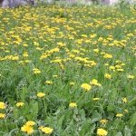 926217_245331272333016_792303550_a