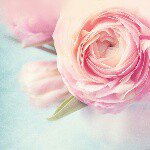 11176260_356674414528443_998969536_a