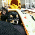 10945258_1520998638164070_976351737_a