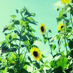 Profile_209294530_75sq_1345213263