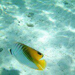 11357852_740820906040921_21618687_a