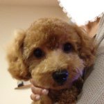 11005042_1531092590512865_1666179251_a