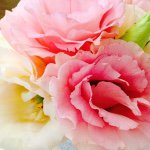 11378458_825836240857942_1008893111_a