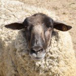 11375367_1641232022787737_1891966605_a