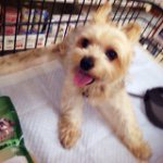 11358250_1614124685511066_145832103_a