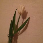 11116833_432651460245479_568475993_a