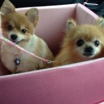 10375606_1442178459366819_967771120_a