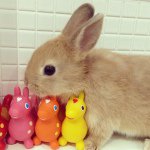 11274109_1450561745243782_1228607815_a