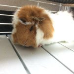 11378290_1659959660914713_1691793832_a