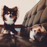 11357946_422518331263647_242618238_a