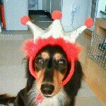 10543584_270638389808329_728515110_a