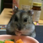 925308_1919507361521275_66101436_a