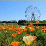 11379701_1509345449351578_221217282_a