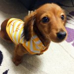 11373671_1602569410025272_250776922_a