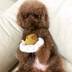 11245910_1607646296159881_2066746785_a