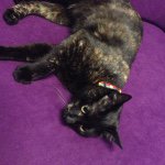 11098483_1562385670708952_1489354978_a