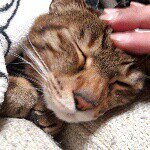 10644017_811739595536826_752509244_a