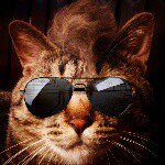 10899178_880198528710286_748967365_a