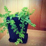 Profile_187265358_75sq_1396757175