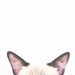 11373797_691027497668388_1695473980_a