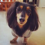 10724707_374239119407448_649881550_a