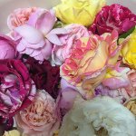 11363703_1839069142985961_2102376820_a