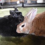 1530886_894071977343717_2060012867_a