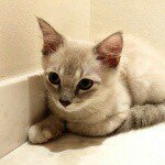 11333536_1450039971965392_232474973_a