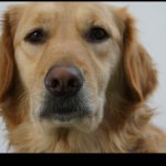 10903494_1536304336641586_1800735351_a