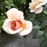 11376369_837007029718934_485162381_a