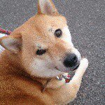 10914628_1596361607264176_1214895325_a