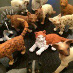 11049441_1562870090651395_385023307_a