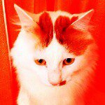 11335146_1592071031061200_1029892728_a