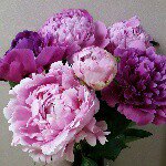 11356020_796051440472113_153273277_a