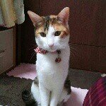 10520356_1456546527929816_694142738_a