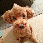 11380903_693747440752753_782995216_a