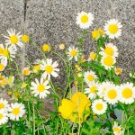 11377631_907532952641383_895473067_a