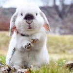 11420722_940189732689856_274446637_a