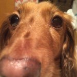 11352052_933748640020262_515095113_a