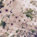 11137881_1024417110919174_382008483_a