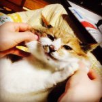 10949012_1577746632459876_1802774485_a